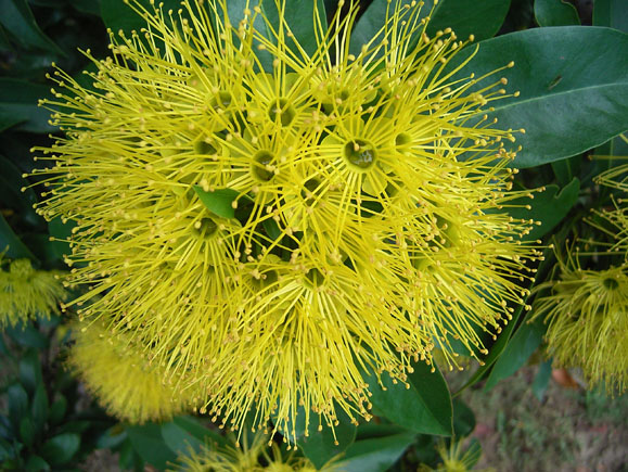 Bellingen Spring Plant Fair ready to&nbsp;emerge