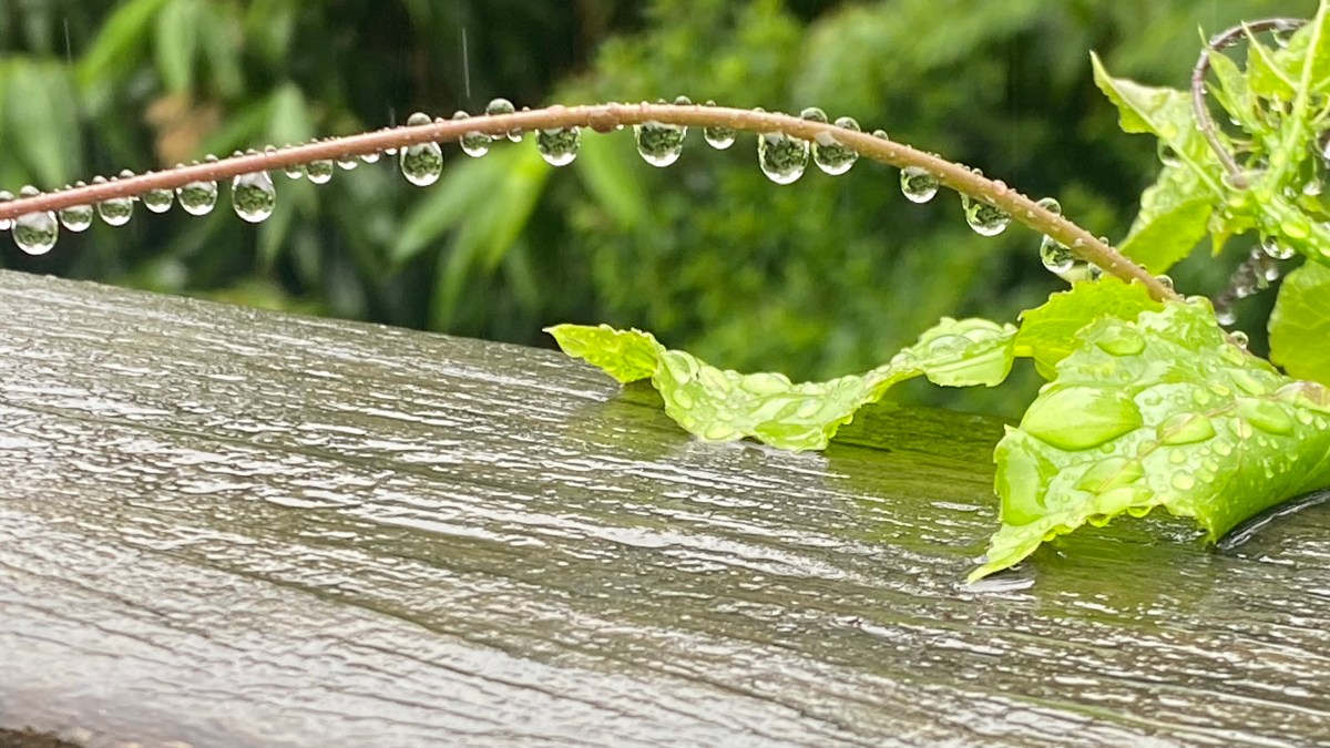 Bellingen Autumn Plant Fair just around the&nbsp;corner